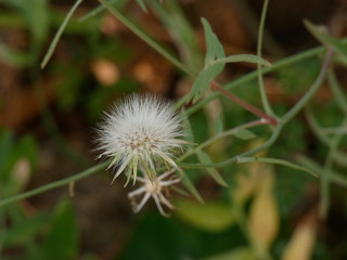 Flor silvestre en la costa catalana de la costa brava, mediterráneo, al norte de Cataluña.
