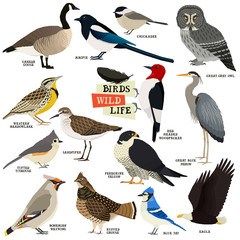 Vector illustration of the 14 birds Isolated objects Geometric style