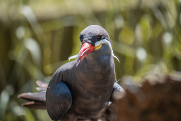 bird of prey