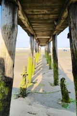 CAP FERRET