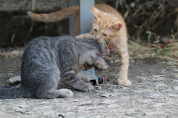 Gatto
