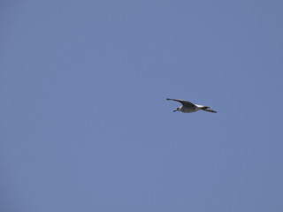 Gaviota volando por encima de los acantilados y el azul mar mediterráneo y por debajo del cielo azul