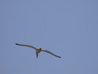 Gaviota volando por encima de los acantilados y el azul mar mediterráneo y por debajo del cielo...