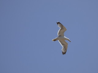 Gaviota volando bajo el cielo azul del mediterráneo; las gaviotas saben utilizar muy bien las corrientes de aire y las corrientes térmicas.