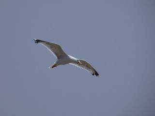 Obraz premium Gaviota volando bajo el cielo azul del mediterráneo; las gaviotas saben utilizar muy bien las corrientes de aire y las corrientes térmicas.
