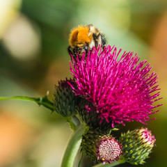 Common Carder Bee