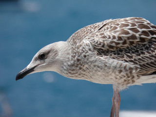 Polluelo de gaviota, el color pardo de sus alas lo delatan, las gaviotas adultas tienen el plumage más claro y son más elegantes. El pico del polluelo aún no está formado del todo.
