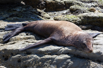 Fototapeta premium New Zealand Fur Seal at Kaikoura, South Island, New Zealand