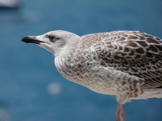 Polluelo de gaviota, se la diferencia de las adultas por el color del plumaje, que es más oscuro y de color más pardo.