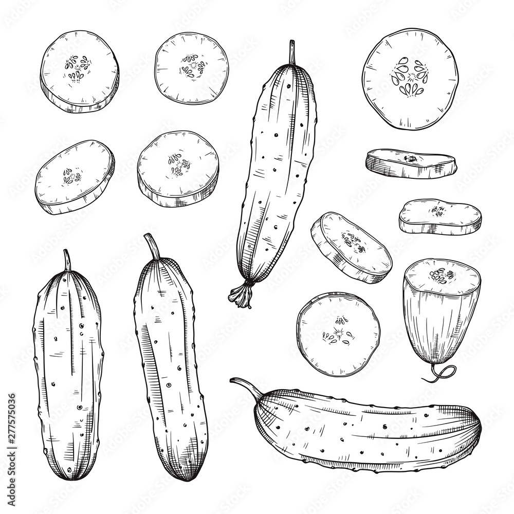 Poster set of different cucumbers isolated on white background. vector