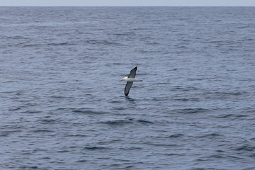 Fototapeta na wymiar Albatross at Kaikoura, South Island, New Zealand
