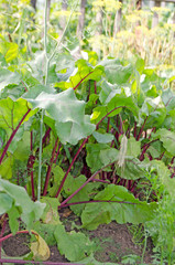 Beets growing on the garden. Beet tops