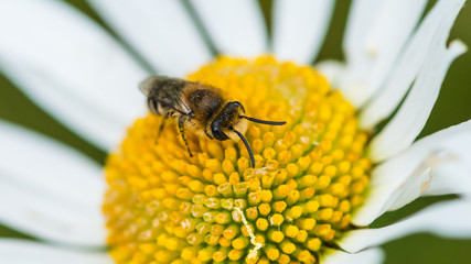 Small Bee