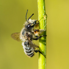 Climber