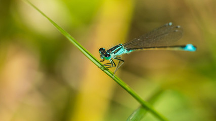 Blue Tailed Damsel