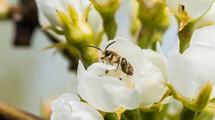 Pear Blossom Explorer