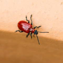 Lily Beetle