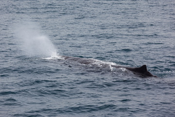 Sperm Whale, Kaikoura, South Island, New Zealand