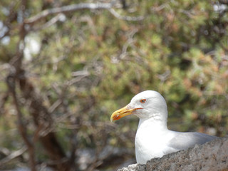 Gaviota joven en un acantilado con el fondo del azul mar mediterráneo