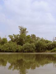 Vertical landscape of the mirror smooth surface of a calm river with banks overgrown with bushes and trees