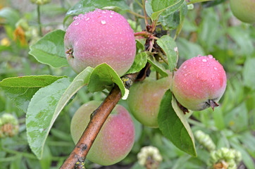 Apples on a branch close up