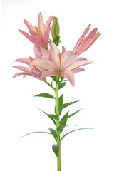 Obraz na płótnie Canvas lily flowers