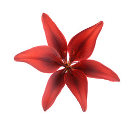 Garnet lily flower