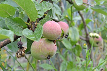 Apples on a branch close up
