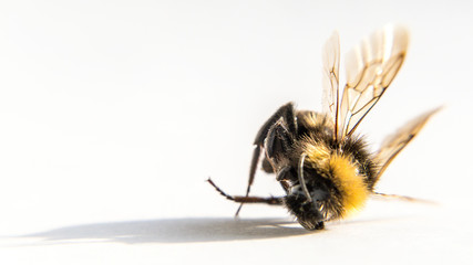 Das Bienen Sterben ist für den Mensch und die Natur sehr gefählich