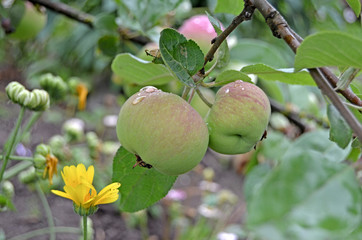 Apples on a branch close up