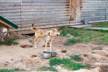 The dog is on the chain at the kennel