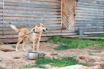 The dog is on the chain at the kennel