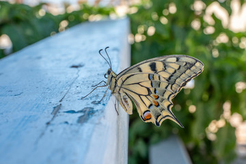 Schwalbenschwanz Schmetterling makro