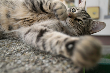 Tabby cat  lying down poses for the camera