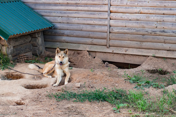 The dog is on the chain at the kennel