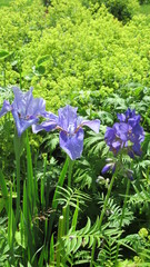 blue Siberian irises on a light green background