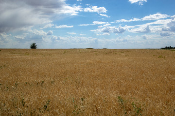 fields and steppes in the south of Russia