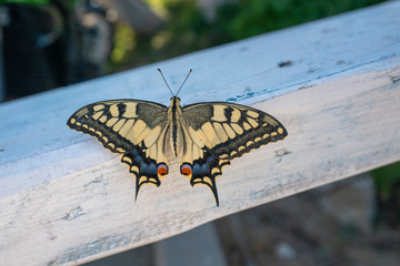 Schmetterling Schwalbenschwanz auf Naxos