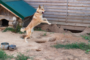 The dog is on the chain at the kennel