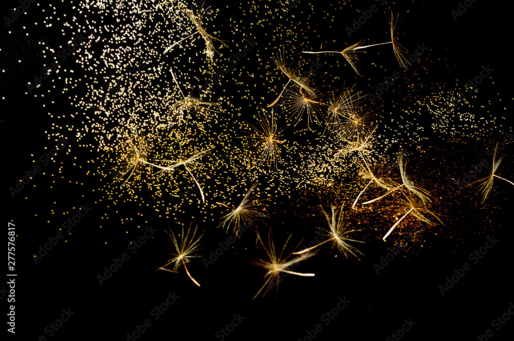 Poster white inflorescences dandelion on black background with golden sparkles. blurred effect.