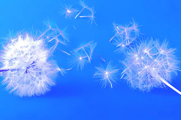 Obraz na płótnie Canvas Creative blue background with white dandelions inflorescence. 