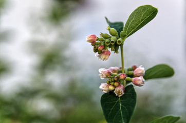 twig of a common snowberry with bell-shaped flowers