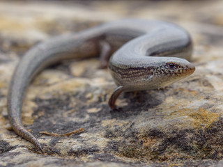 Bedriaga's Skink, Chalcides bedriagai in night