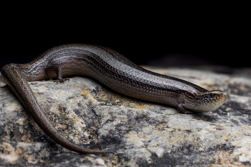 Bedriaga's Skink, Chalcides bedriagai in the night