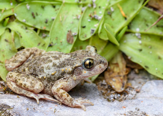 Common midwife toad, Alytes obstetricans pertinax