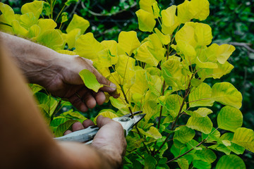 Works In Garden and Planting Seedlings. A Man Cuts the Branches of Bushes and Trees, makes Seedlings. Gardener Dressed in Pants and Work Shoes is doing work.