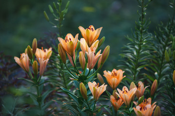 Obraz premium Orange lilies in flowering period in the garden. Flowers on a green background