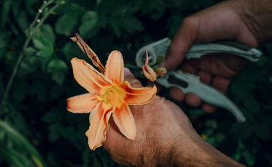 The gardener cuts flowers in the garden. Concept of pruning and collecting flowers. The gardener...