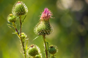 Burdock flowers (Arctium lappa) on a meadow