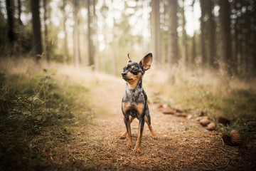 Prague ratter - in forest